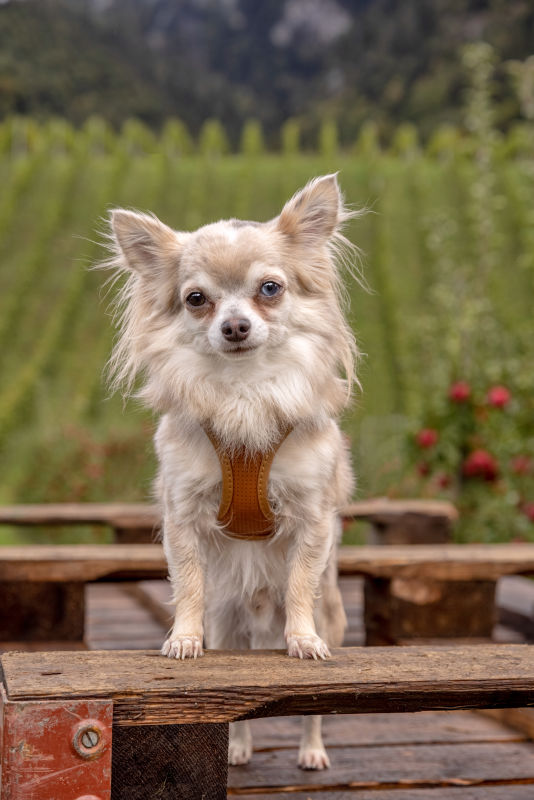 Apple Leather Harness brown