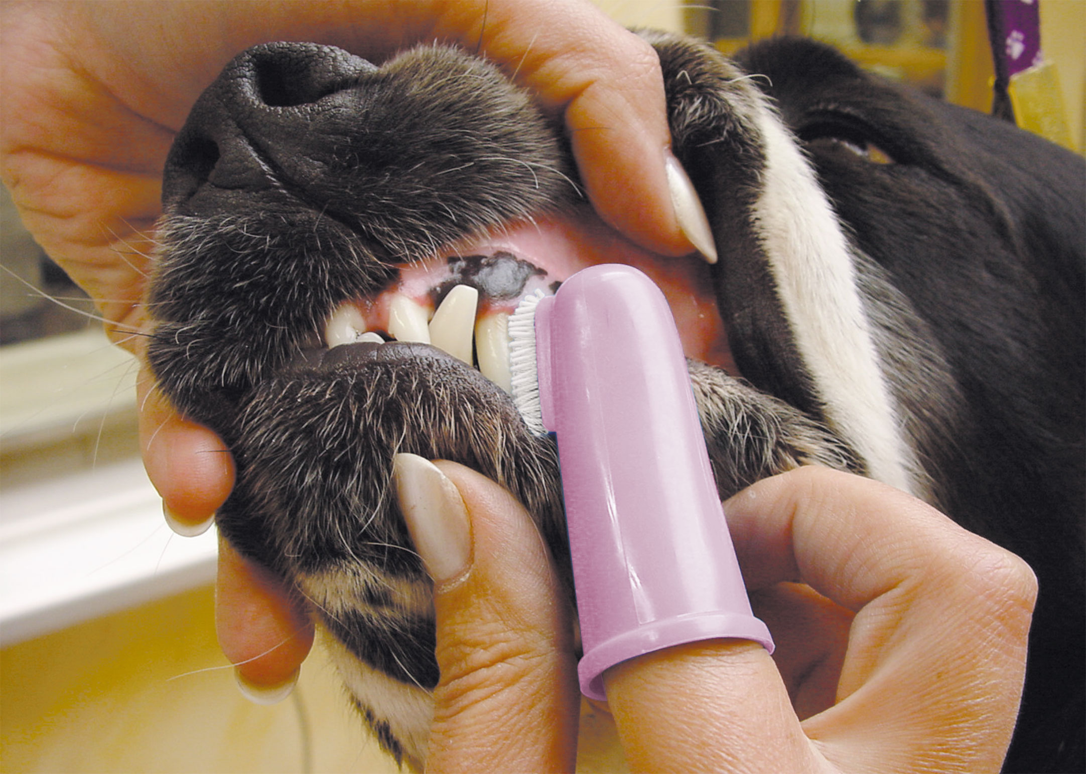 Show Tech Oral Hygiene Kit Teeth Cleaning Product
