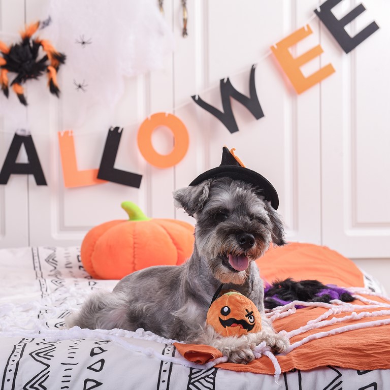 Howloween Night – Pumpkin