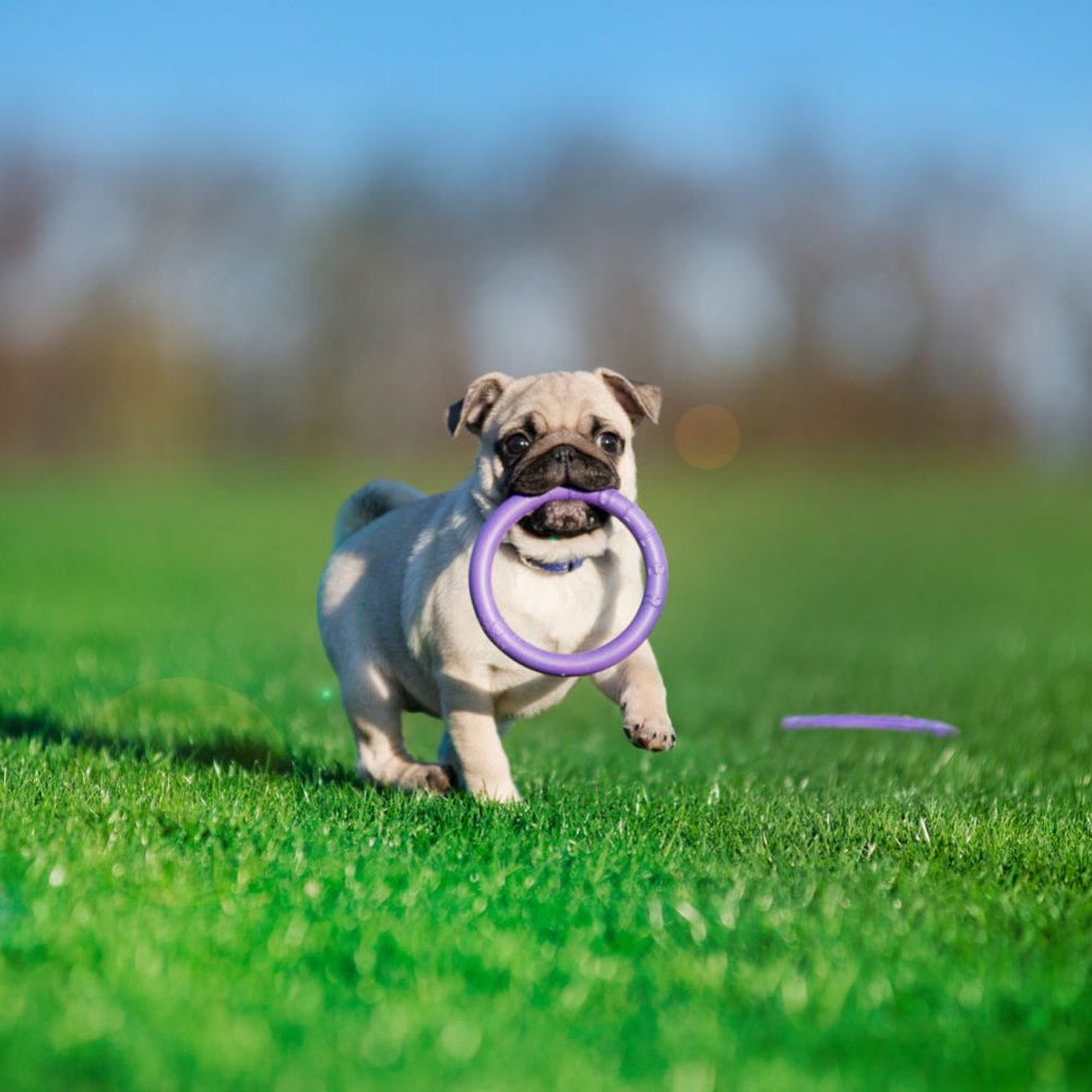 Dog Puller Micro 12,5cm 2St. -Trainingsspielzeug