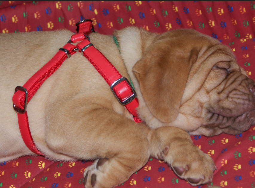 Hundegeschirr aus Eco-Leder  "Elegance " für Welpen und kleine Hunde