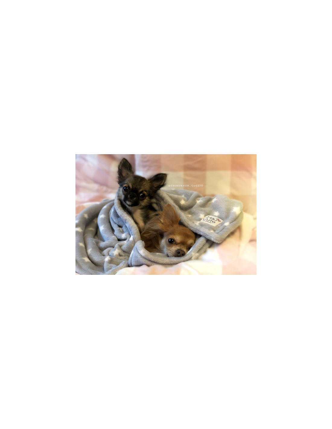 Hundedecke STARS grau 60 x 80 cm