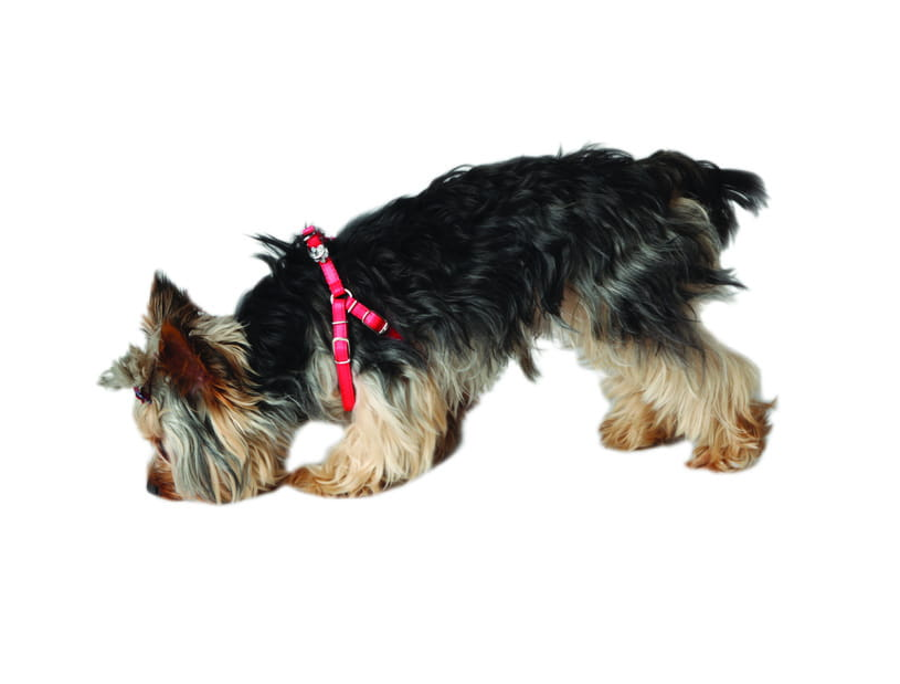 Hundegeschirr aus Eco-Leder  "Elegance " für Welpen und kleine Hunde