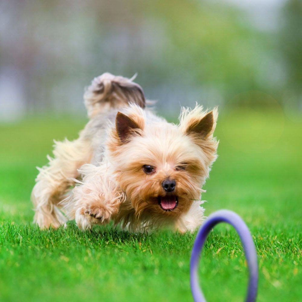 Dog Puller Micro 12,5cm 2St. -Trainingsspielzeug