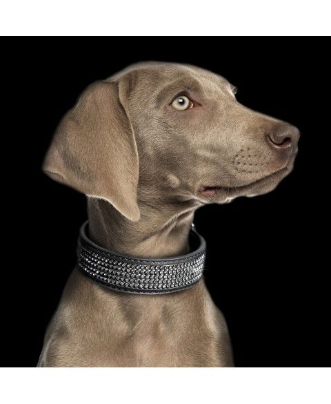Mily & Pepper Halsband Boreal Schwarz